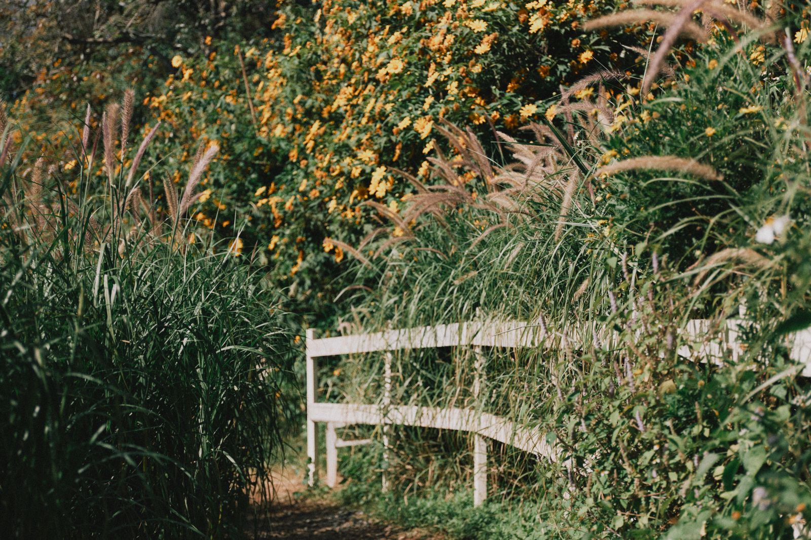 Garden pathway bordered by a wooden fence
