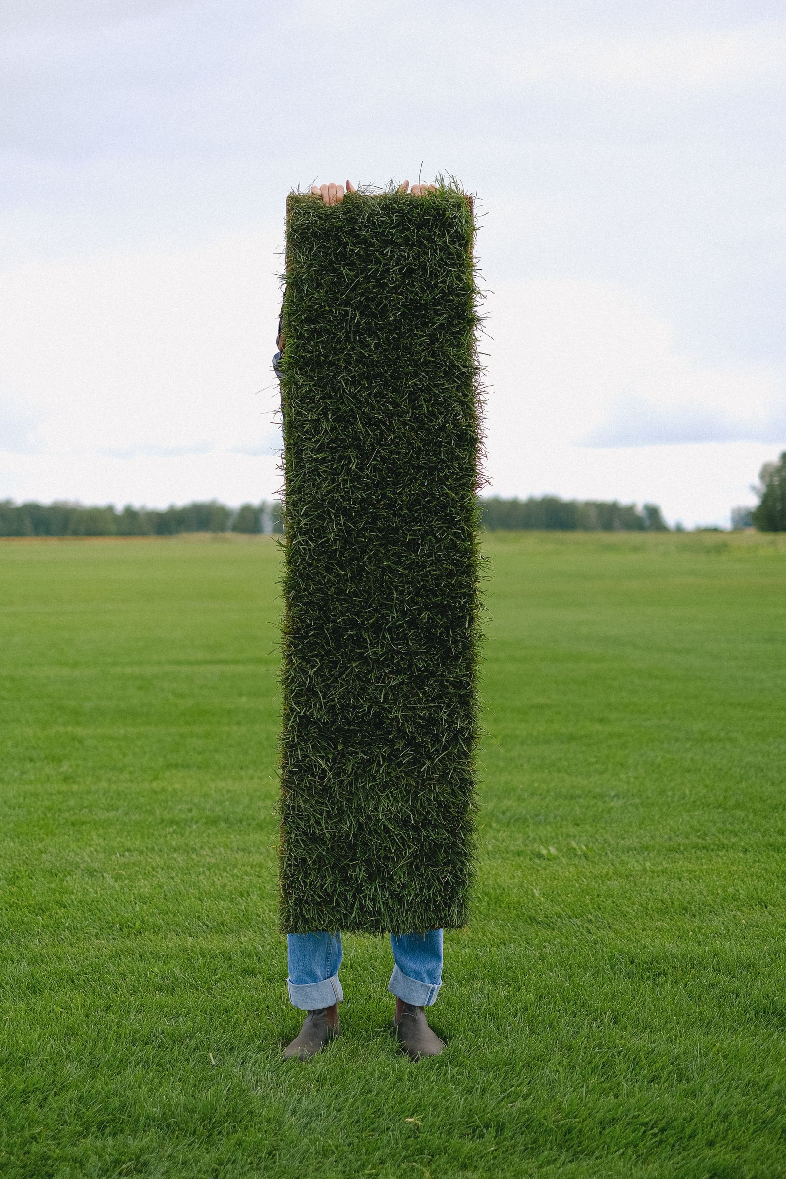 Fresh sod installation close up